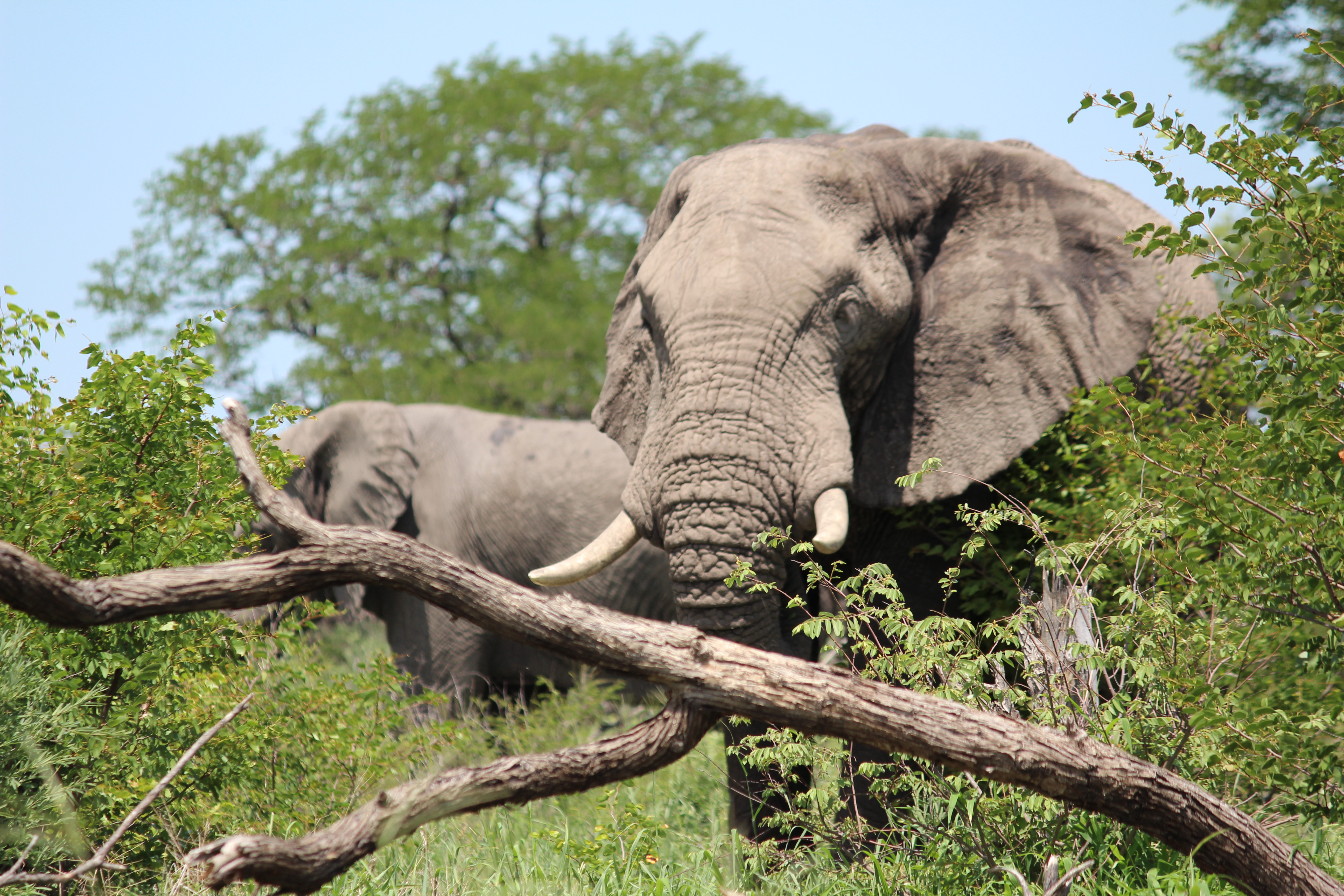 Krüger Park Safari in Deutsch - natürlich mit Südafrikas Elefanten